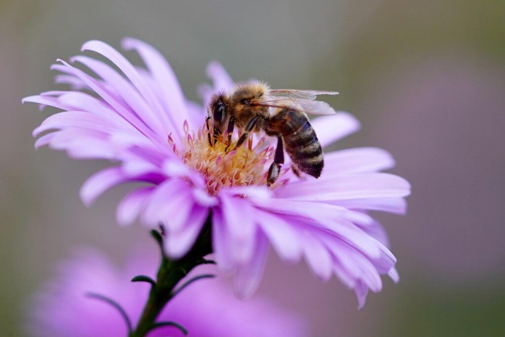 Abejas.